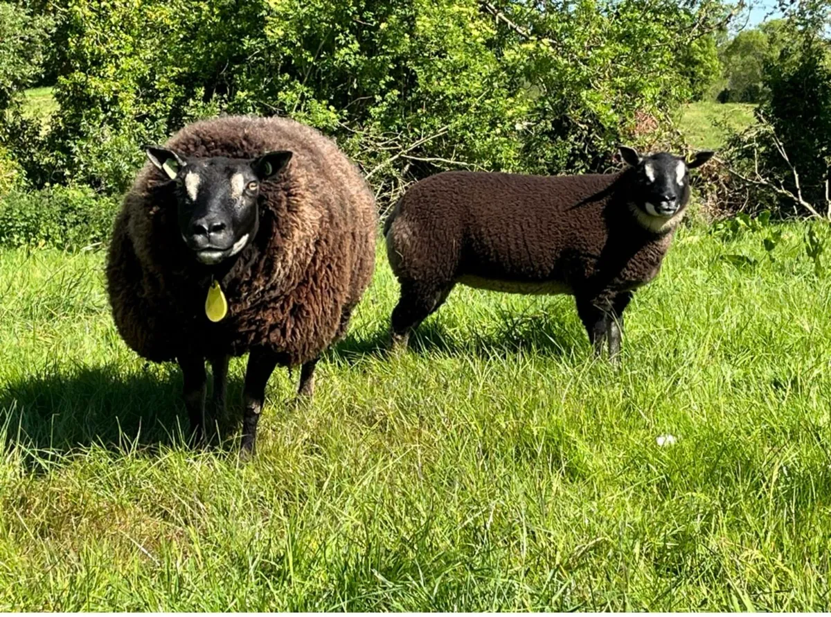 Super Dassenkop ewe lamb 🐑