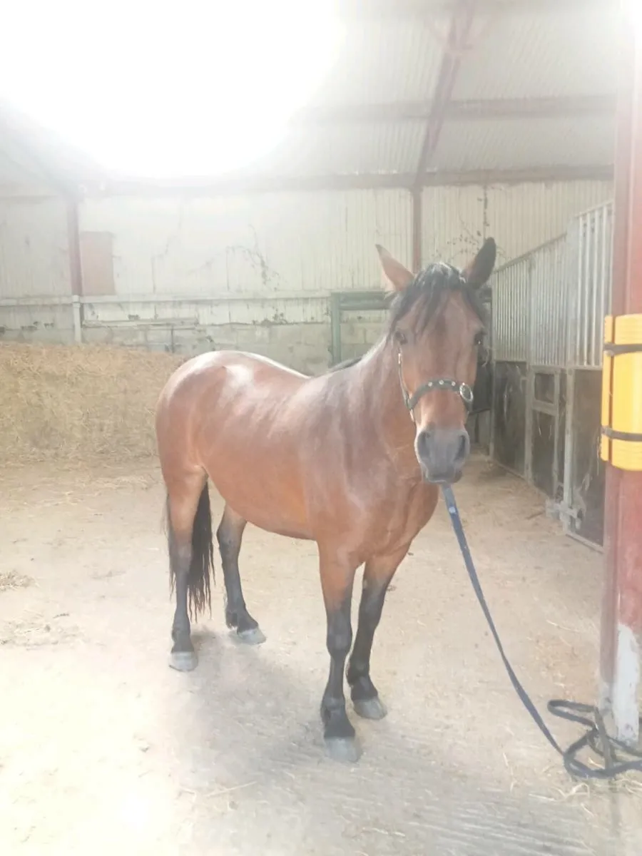3yr old Connemara Filly - Image 2