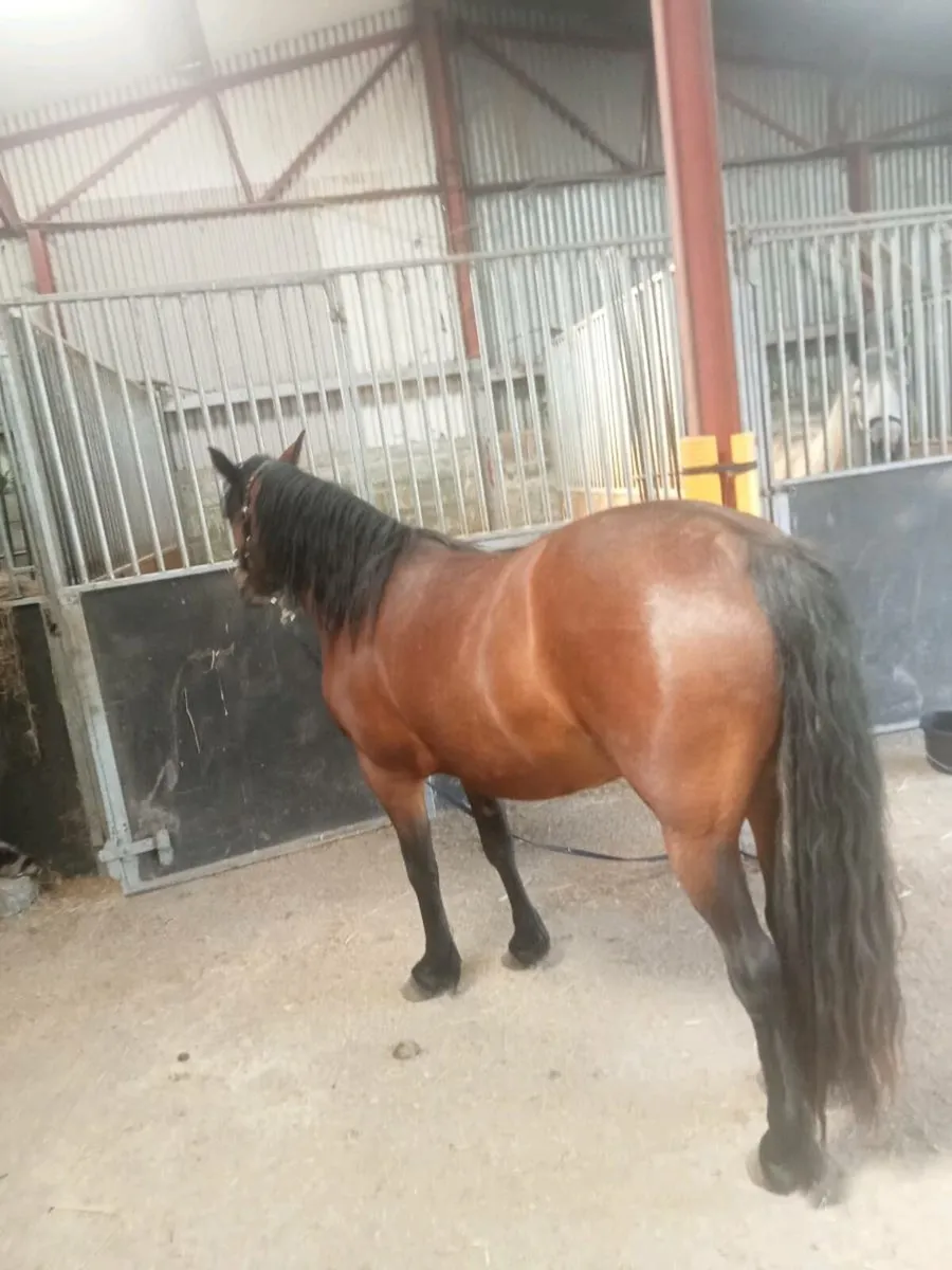 3yr old Connemara Filly - Image 3