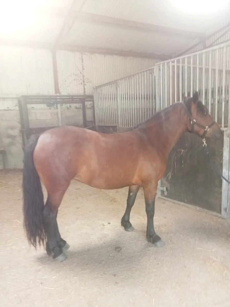 3yr old Connemara Filly - Image 1