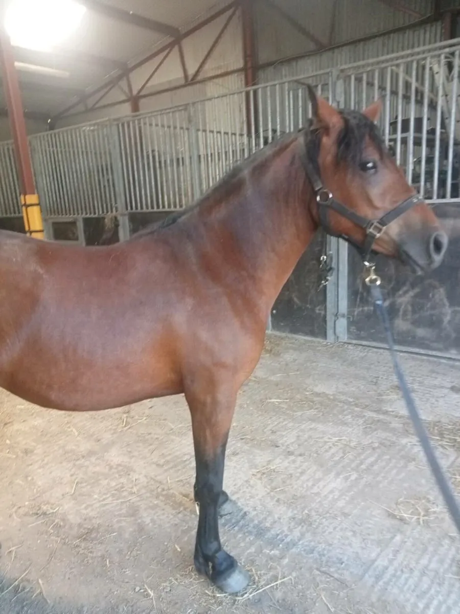 3yr old Connemara Filly - Image 4