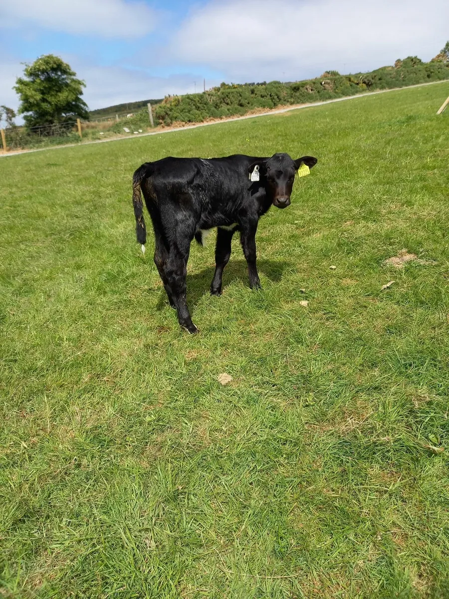 Calf for sale - Image 1