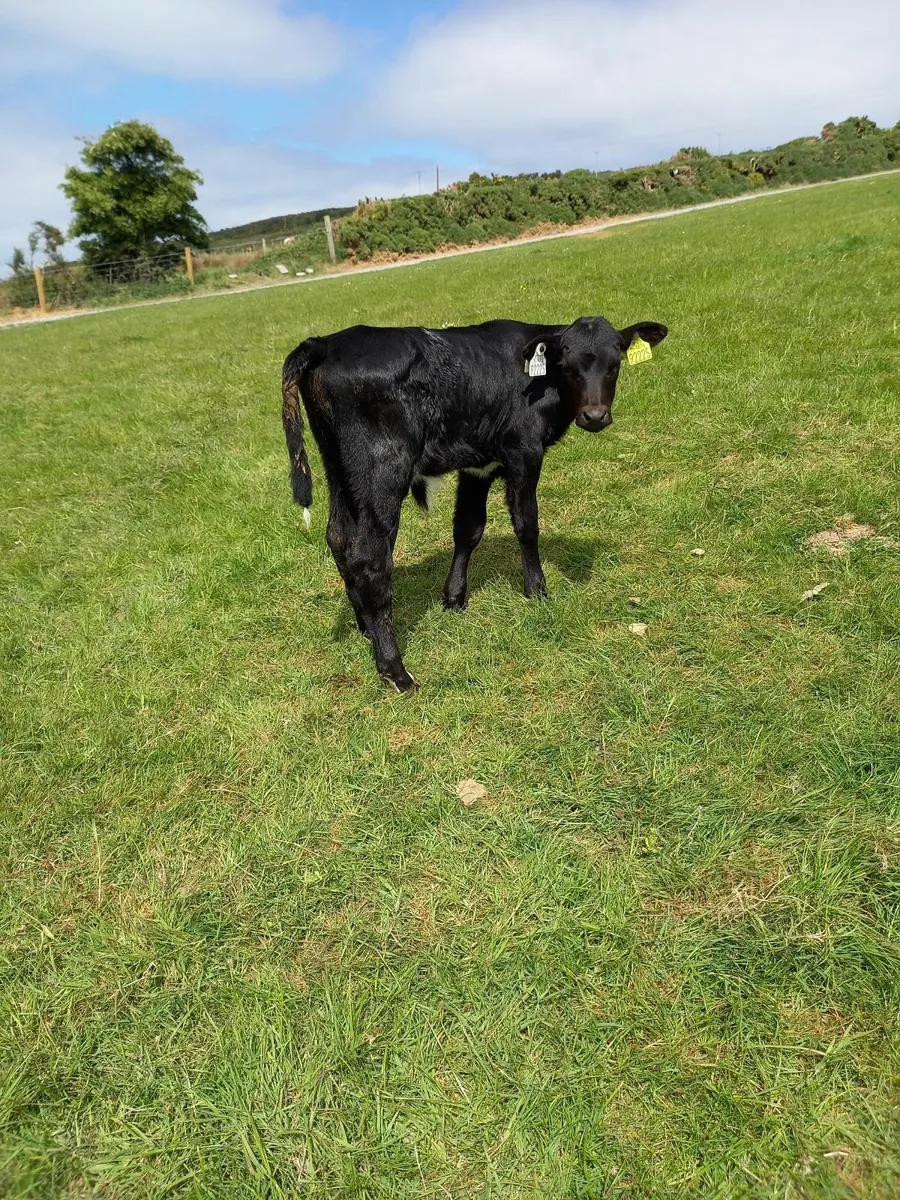 Calf for sale - Image 2