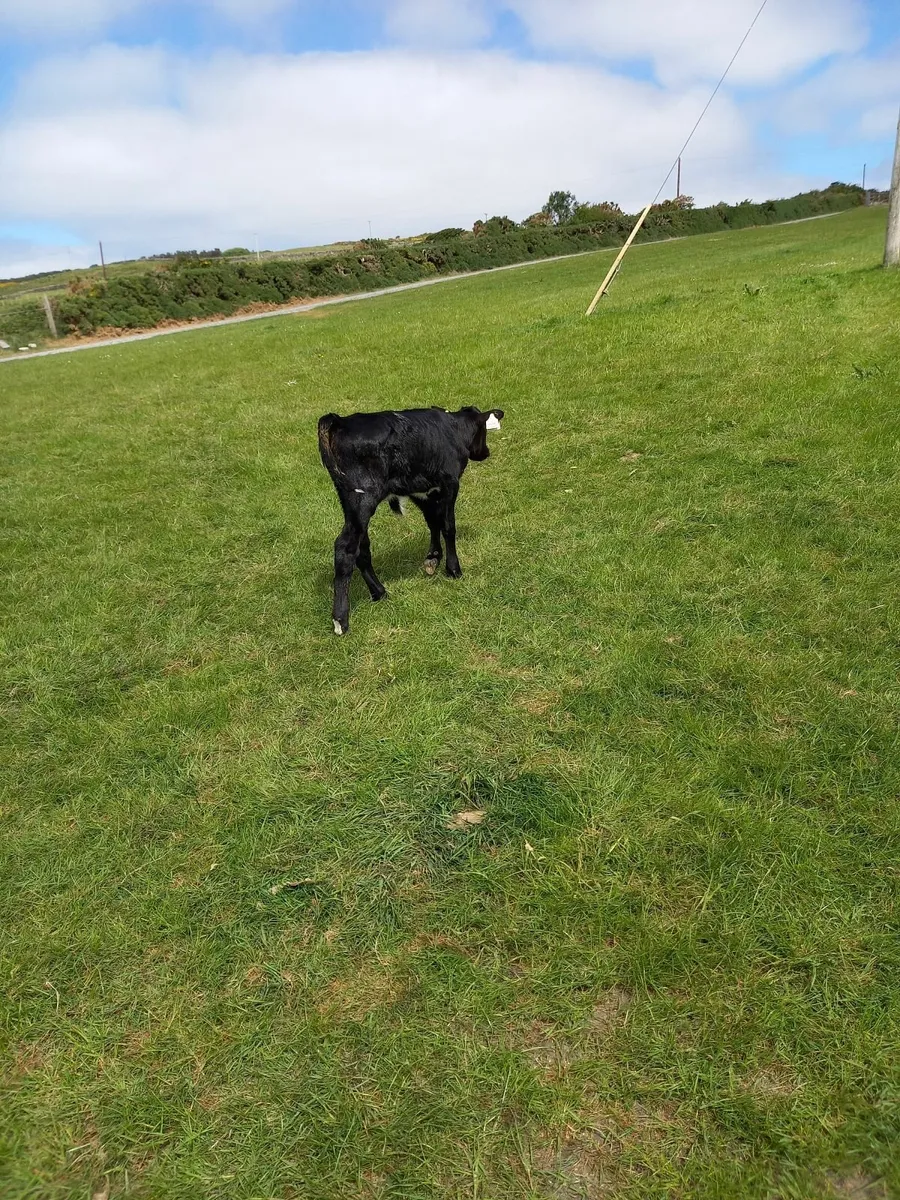Calf for sale - Image 3