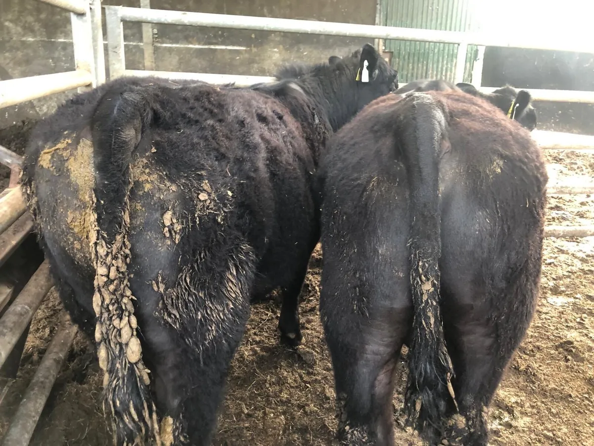 Angus bulls - Image 2