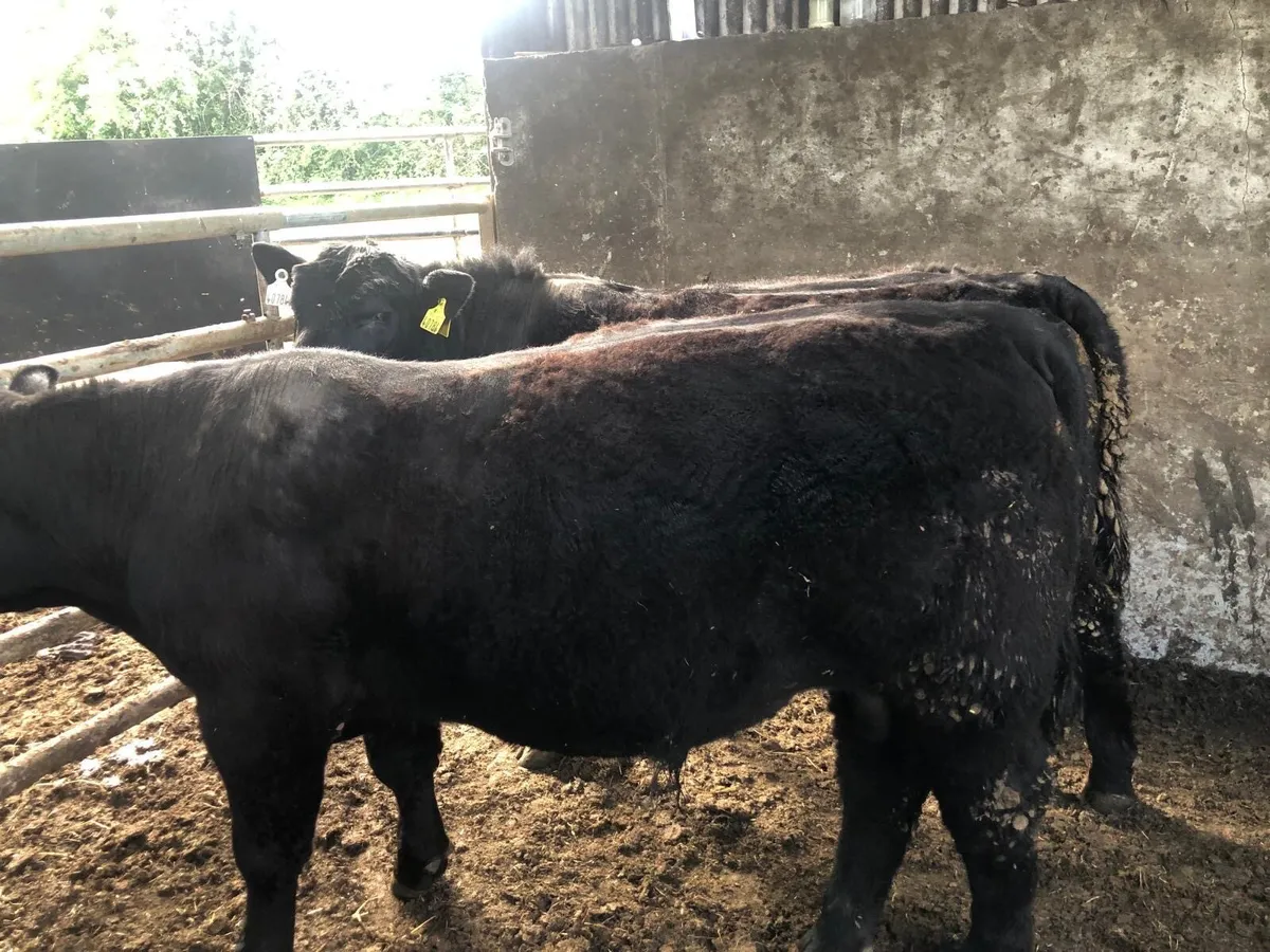 Angus bulls - Image 3