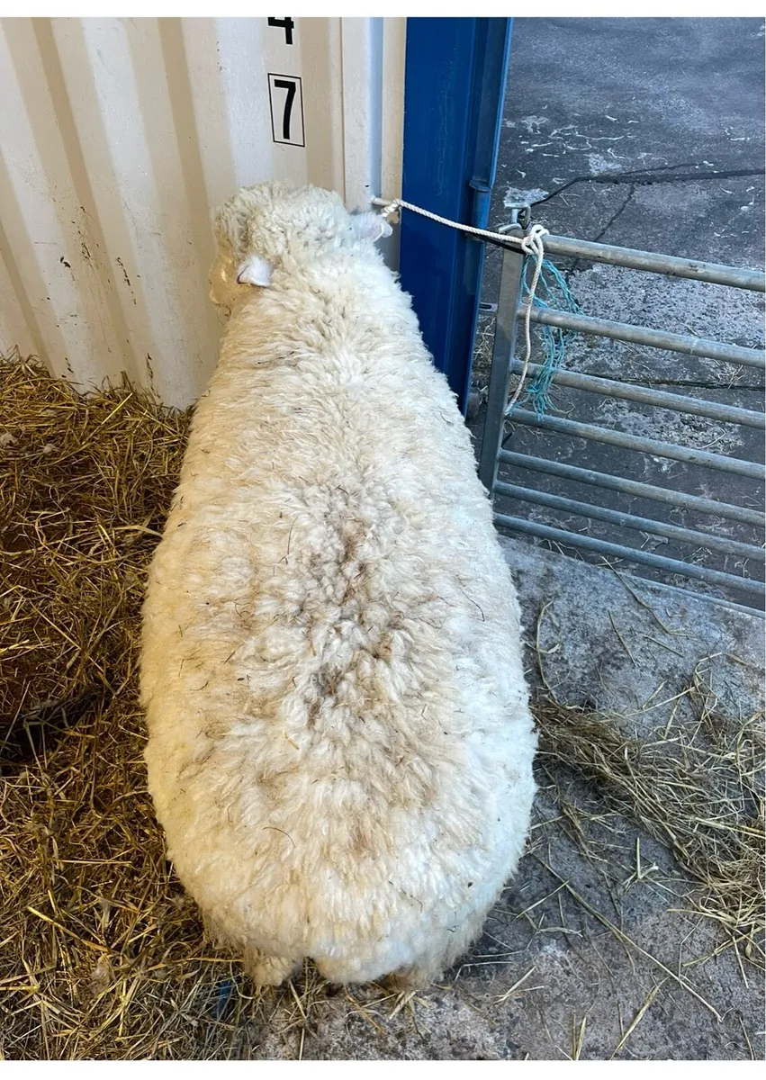 PBNR Dorset ram - Image 3