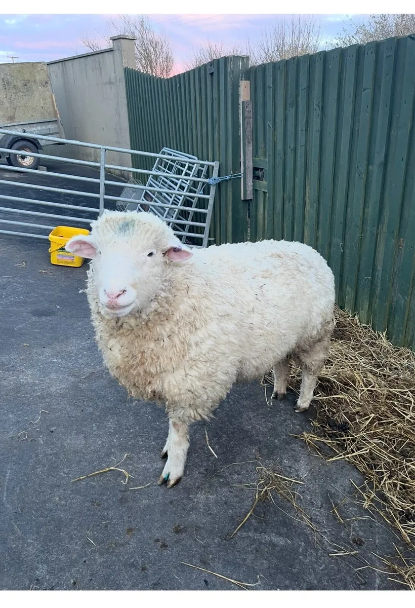 PBNR Dorset ram - Image 4