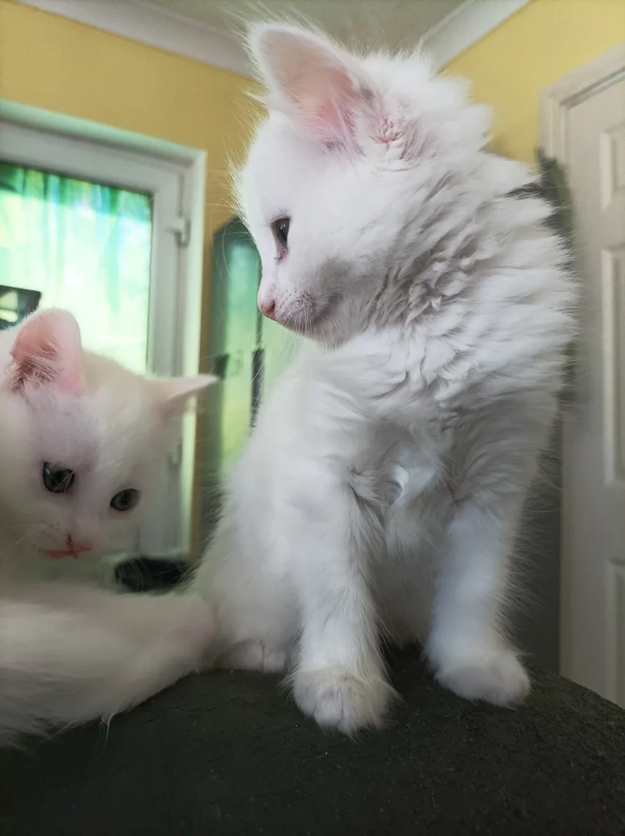 Turkish Van mix Persian kittens - Image 4