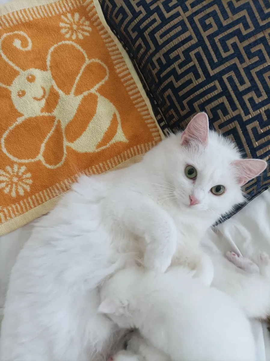 Turkish Van kittens - Image 4