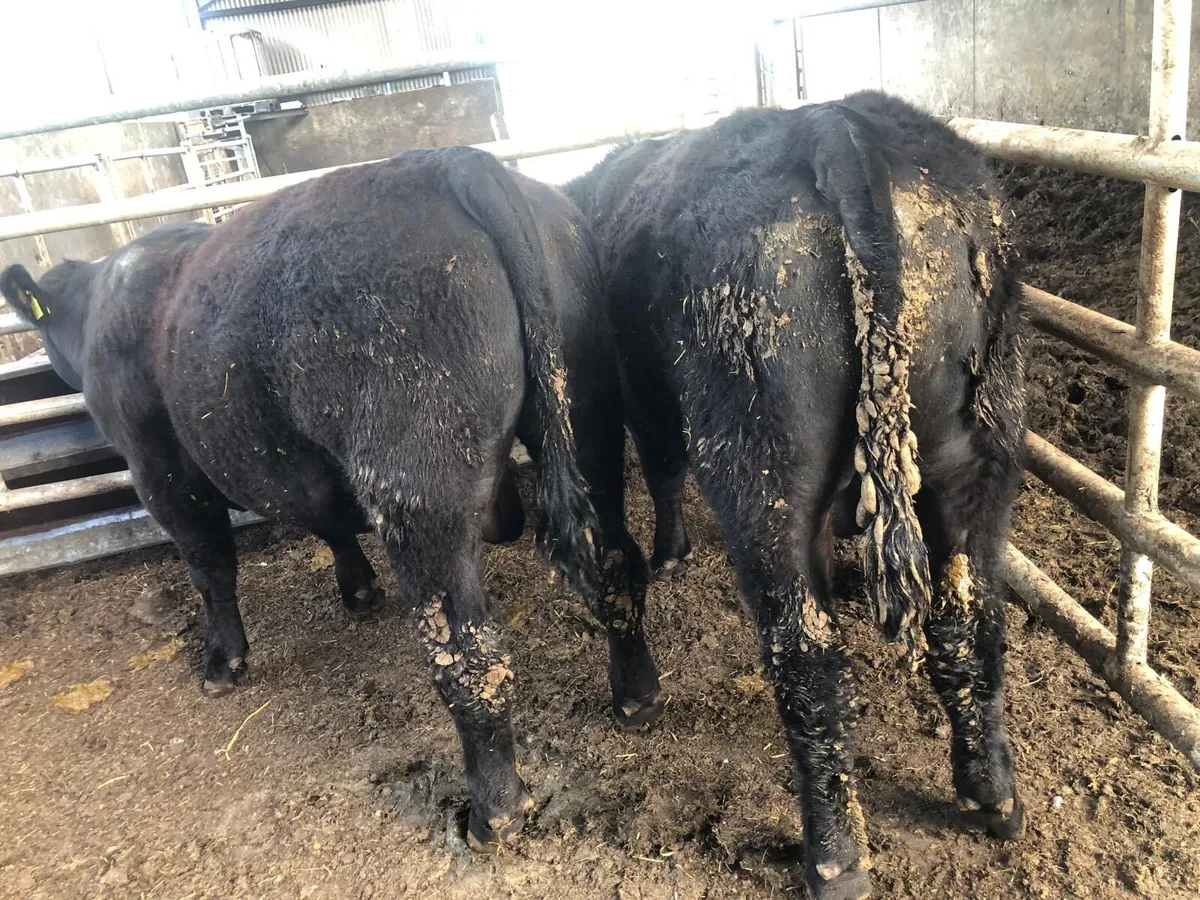 Angus bulls - Image 1