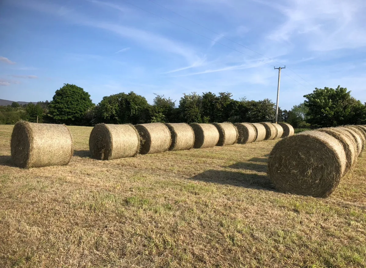 HAY