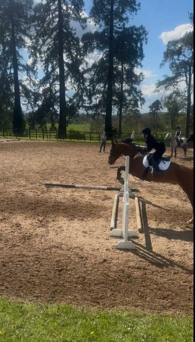 Horse - Image 1