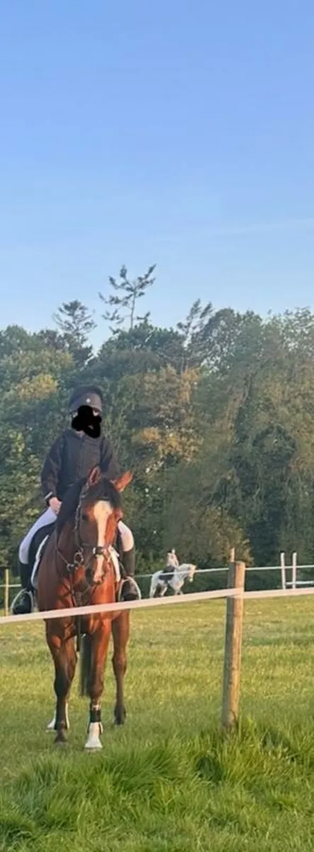 Horse - Image 3