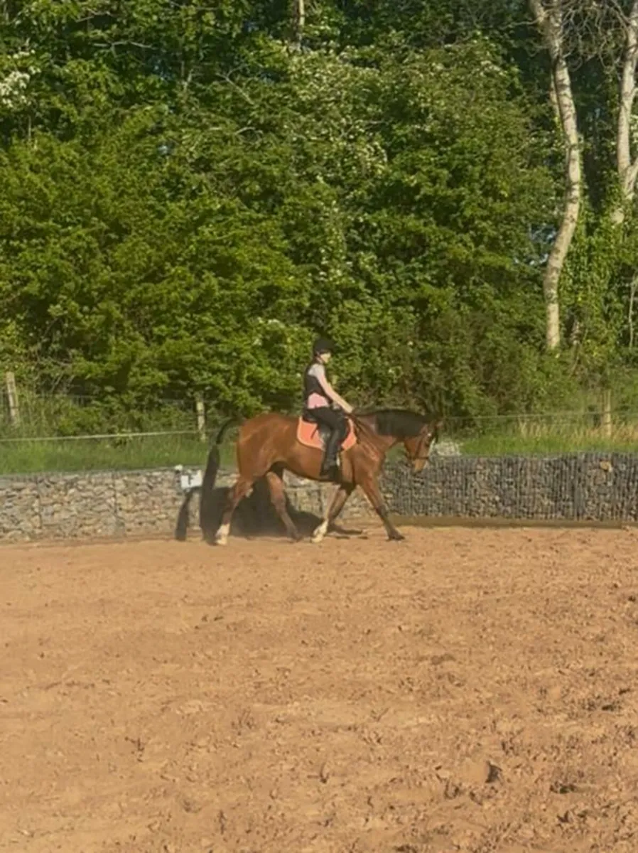 Horse - Image 4