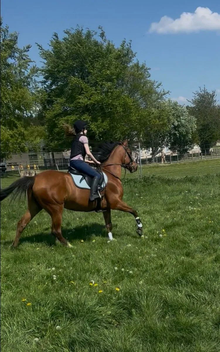 Horse - Image 3