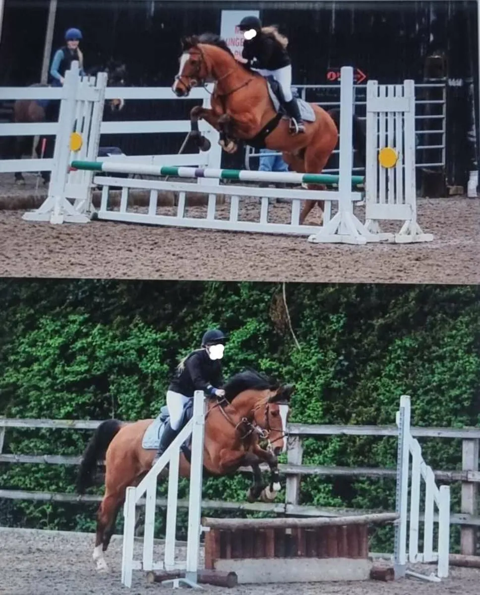 Horse - Image 1
