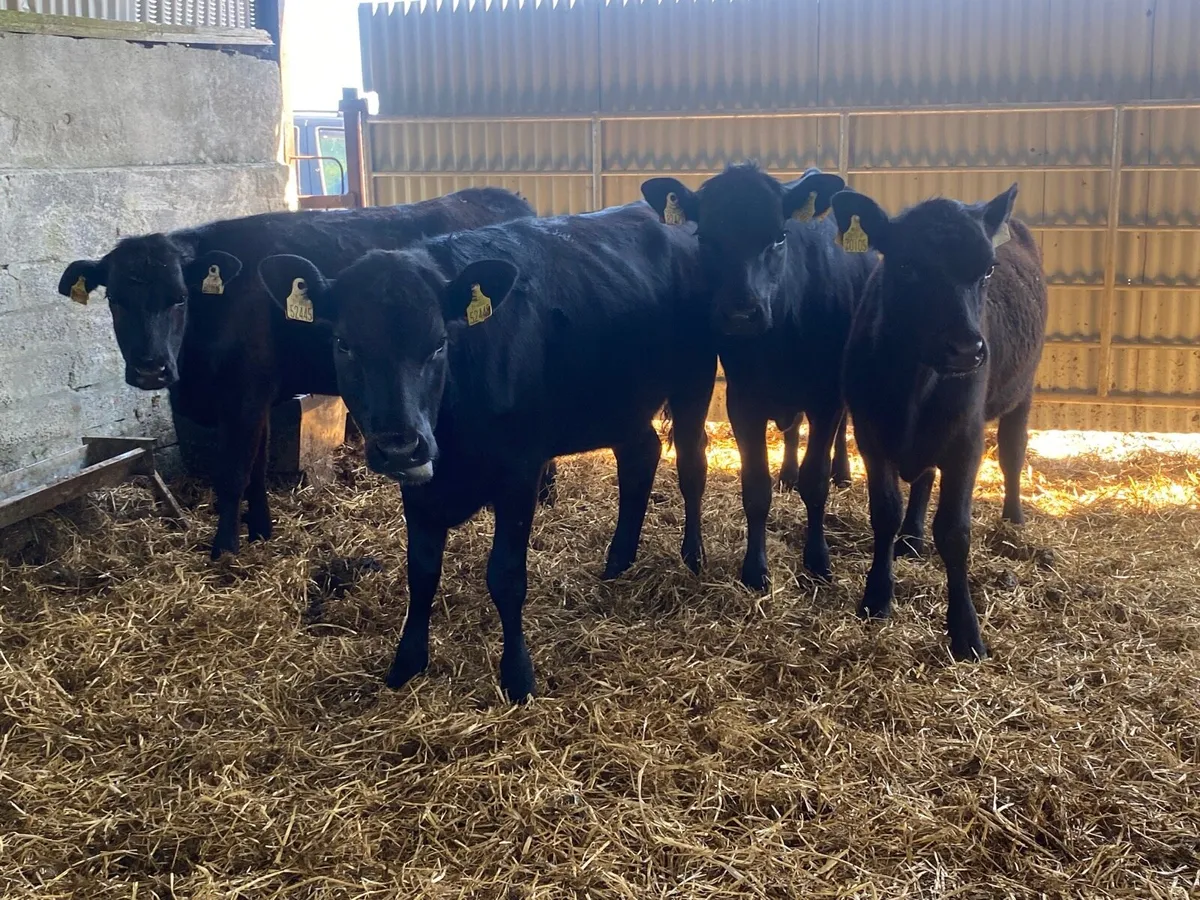 4 Super Angus Heifer Weanlings - Image 1