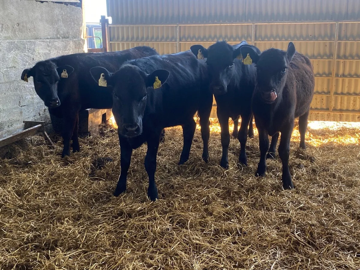 4 Super Angus Heifer Weanlings - Image 2