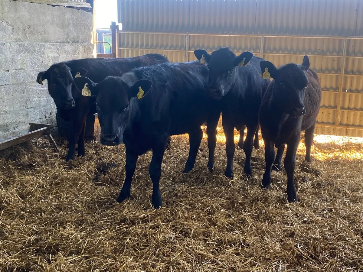 4 Super Angus Heifer Weanlings - Image 3