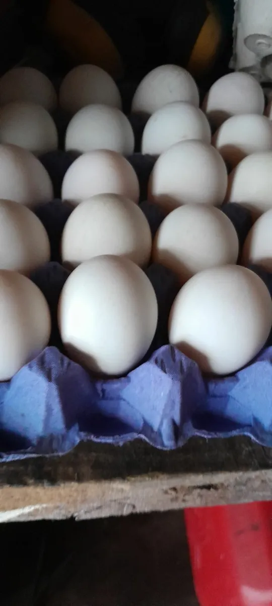 Duck &hen eggs - Image 1
