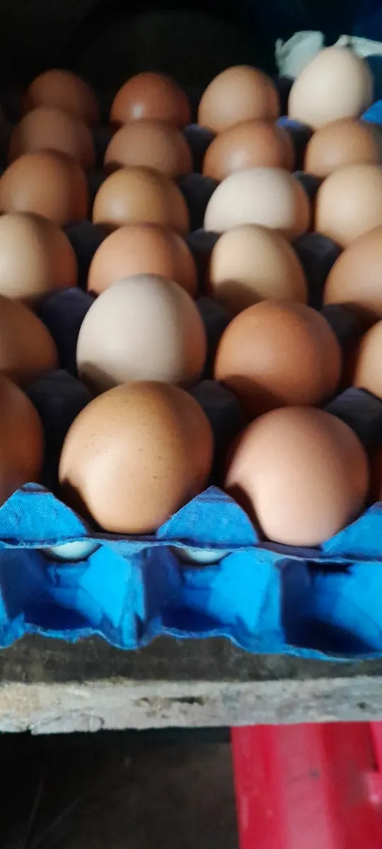 Duck &hen eggs - Image 2