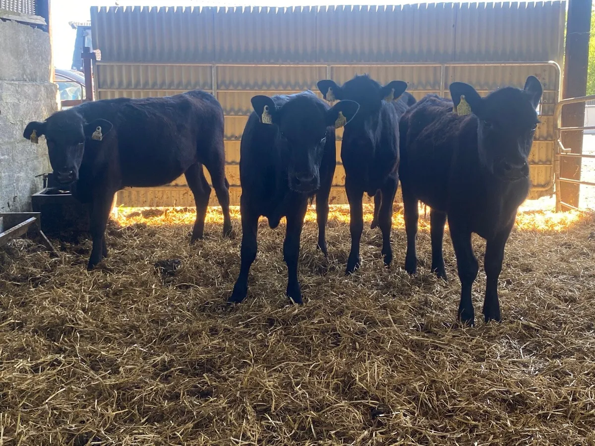 4 Super Angus Heifer Weanlings - Image 4