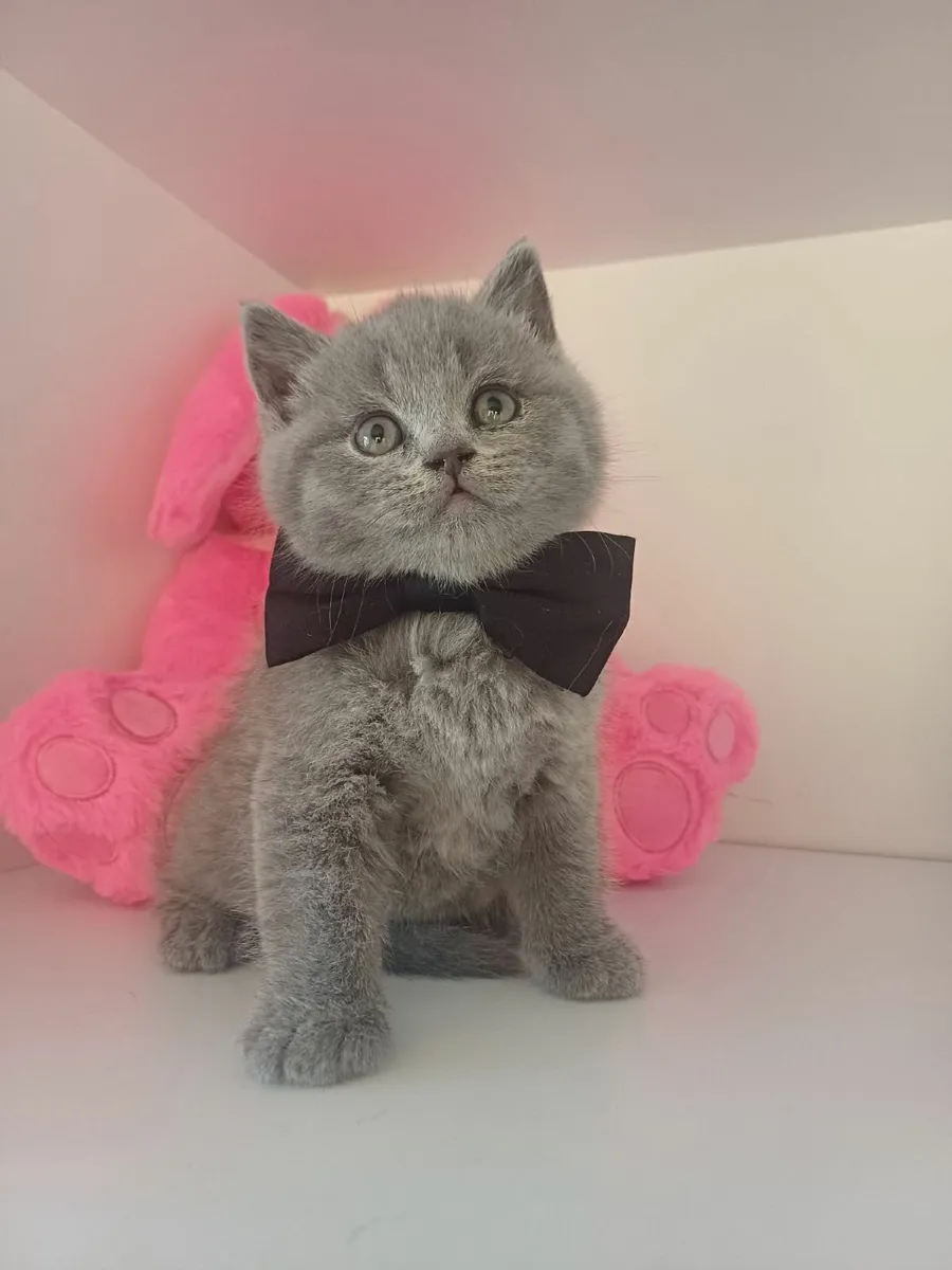 British and Scottish fold kittens - Image 1
