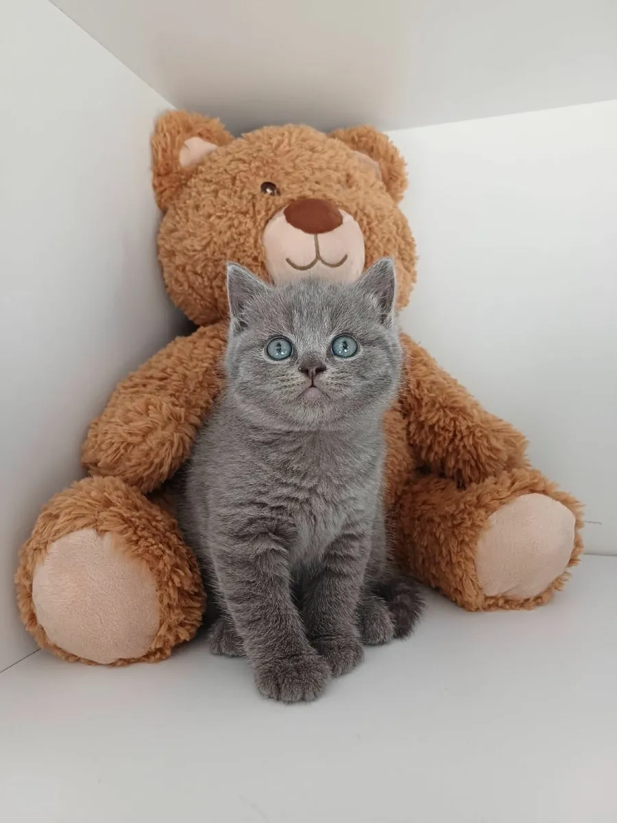 British and Scottish fold kittens - Image 4