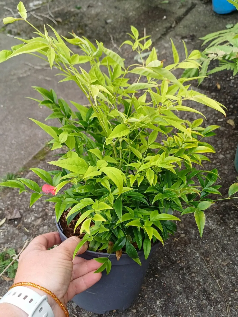 Nandina lemon and lime