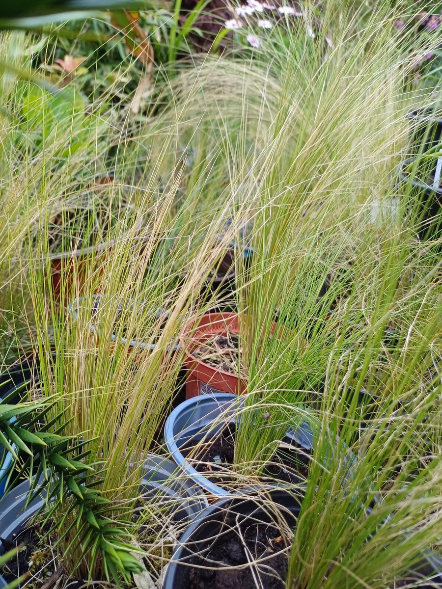 Ponytail ornamental grass