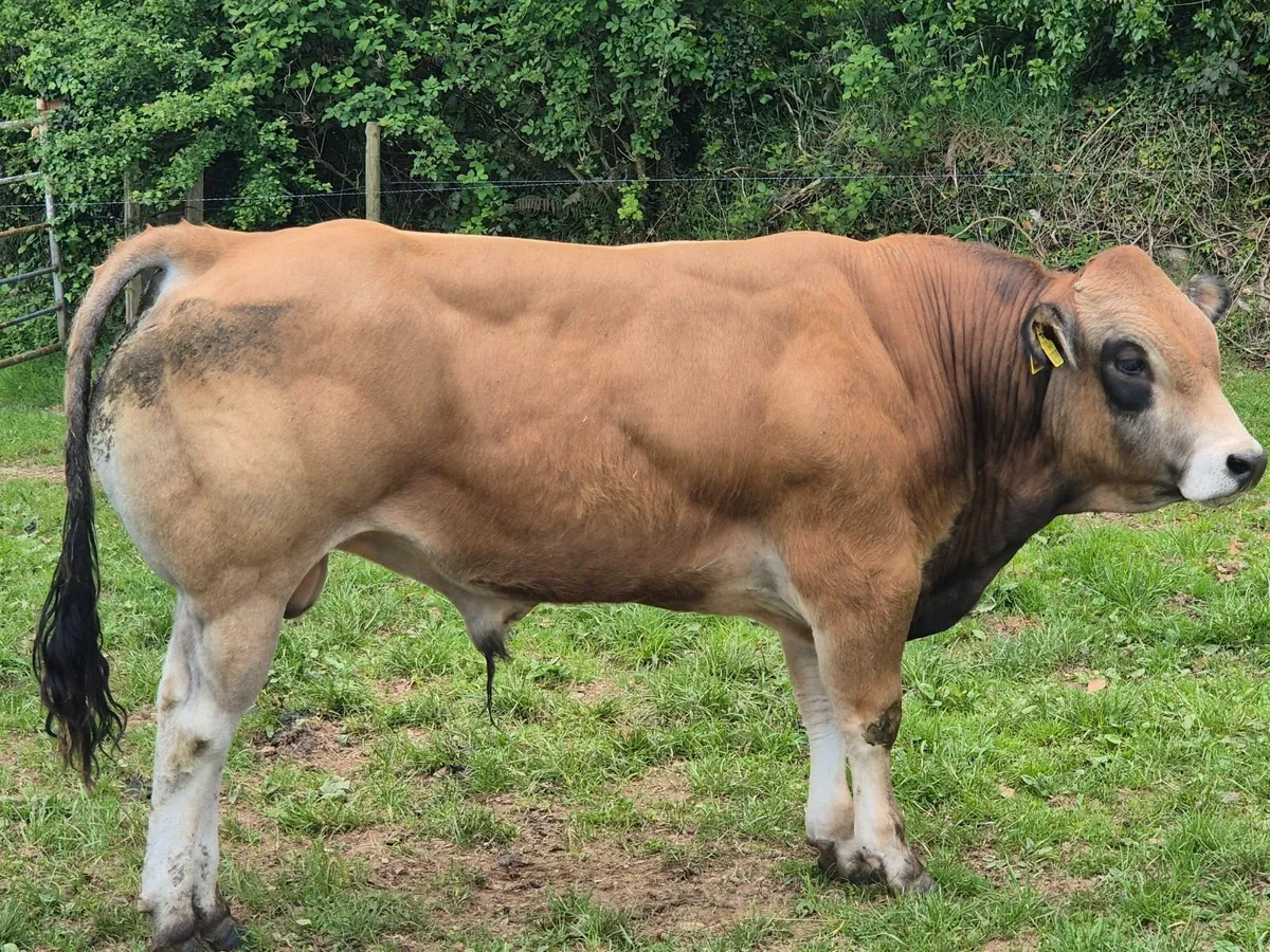 Bull - Image 1