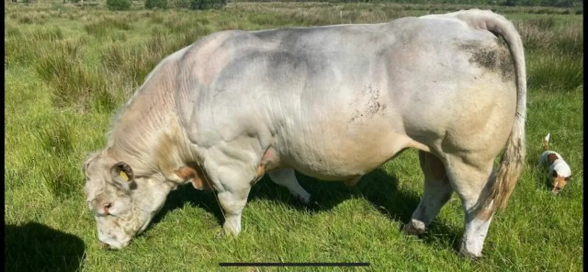 Charolais Bull - Image 1