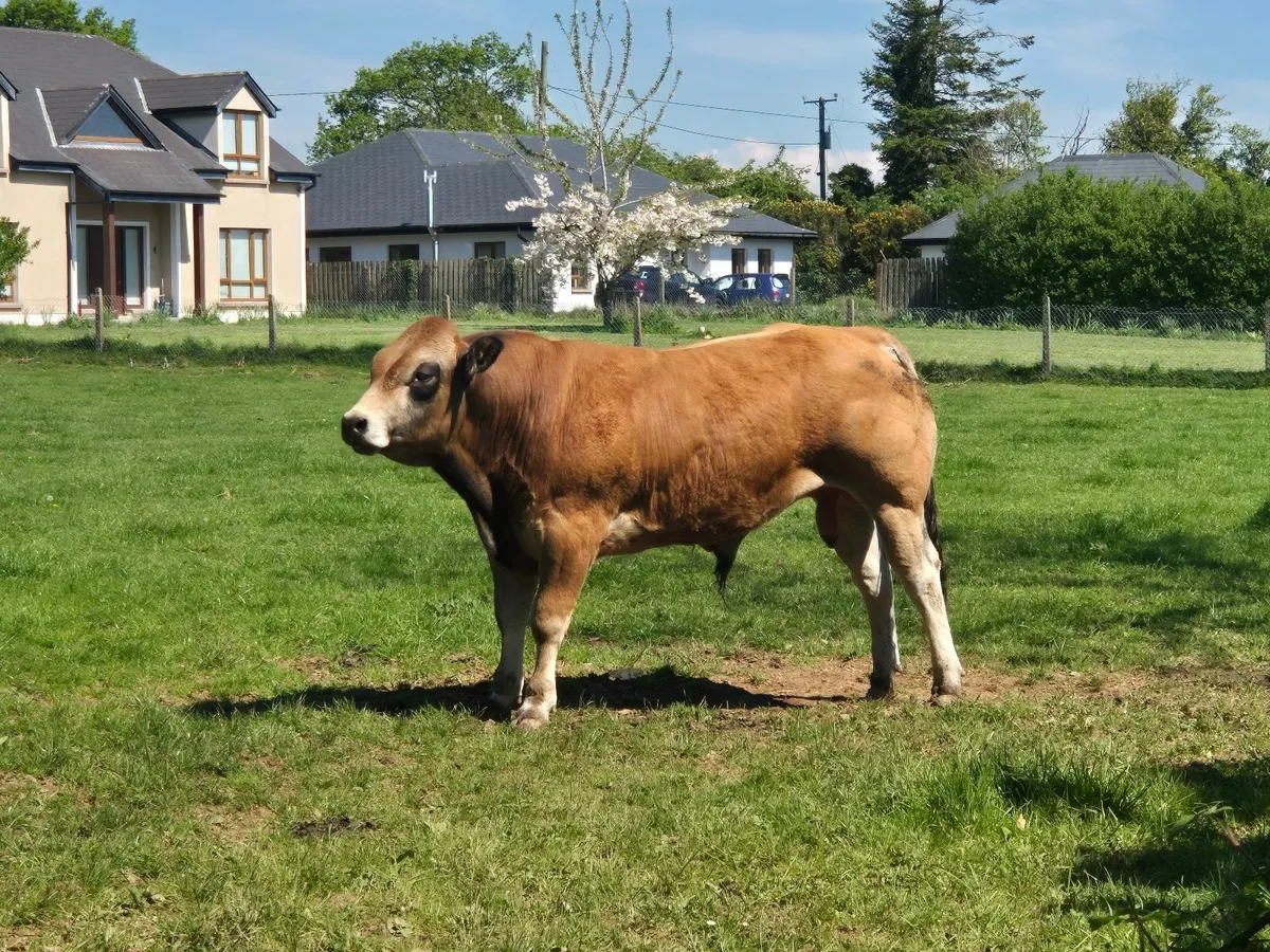 Bull - Image 3