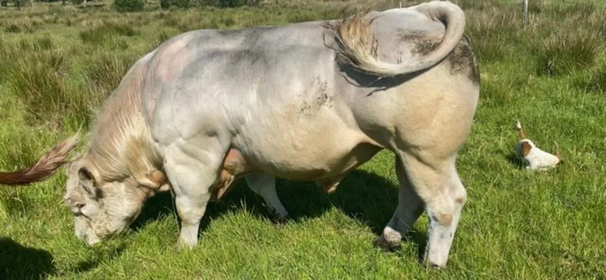 Charolais Bull - Image 2