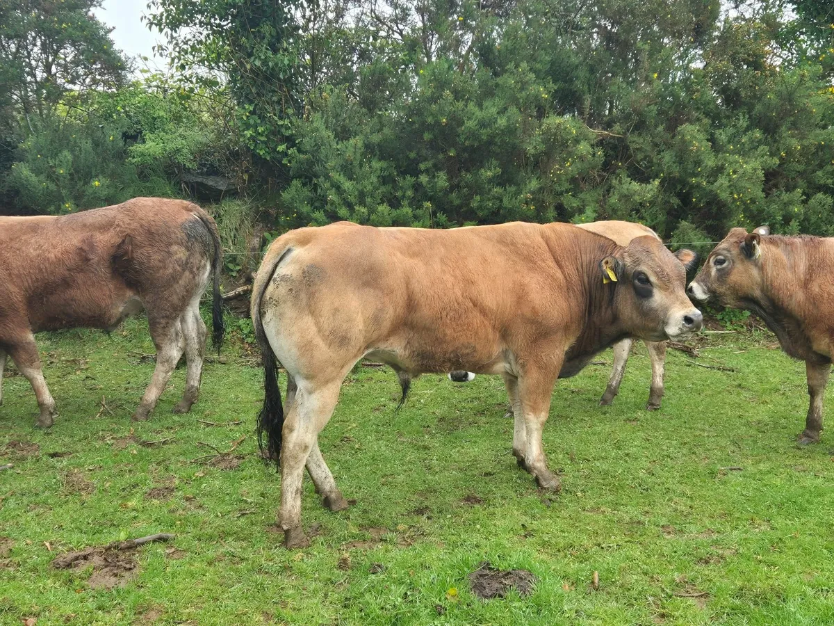 Bull - Image 4