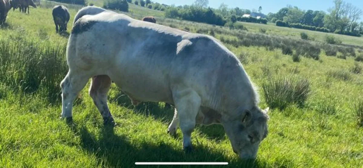 Charolais Bull - Image 3