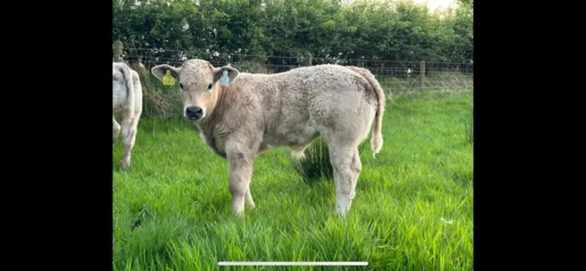 Charolais Bull - Image 4