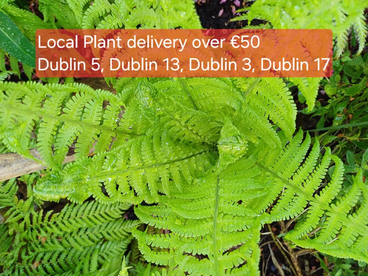 Garden Plants, ornamental grasses, perennials and
