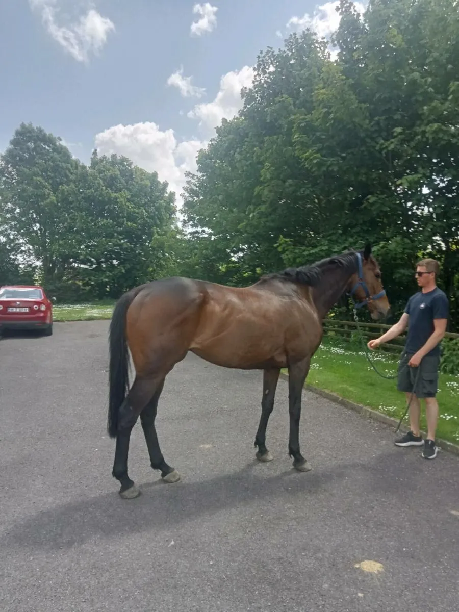 5year old TB gelding - Image 2