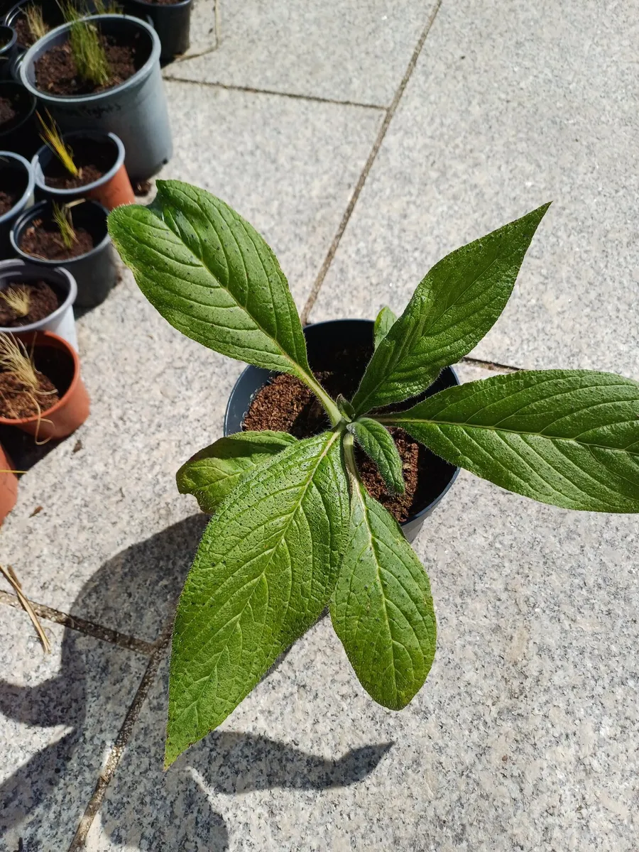 Giant echium purple