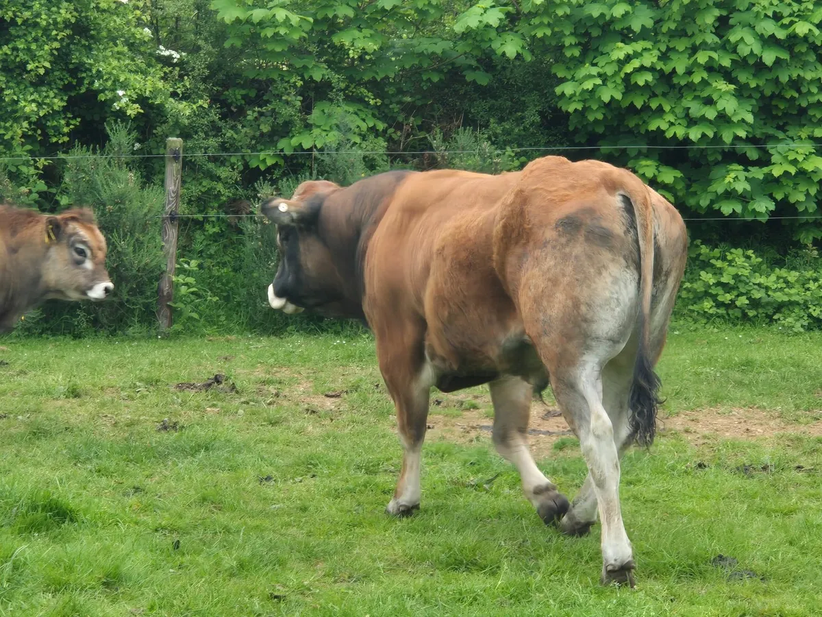Bull - Image 2