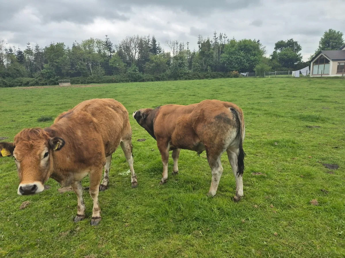 Bull - Image 3