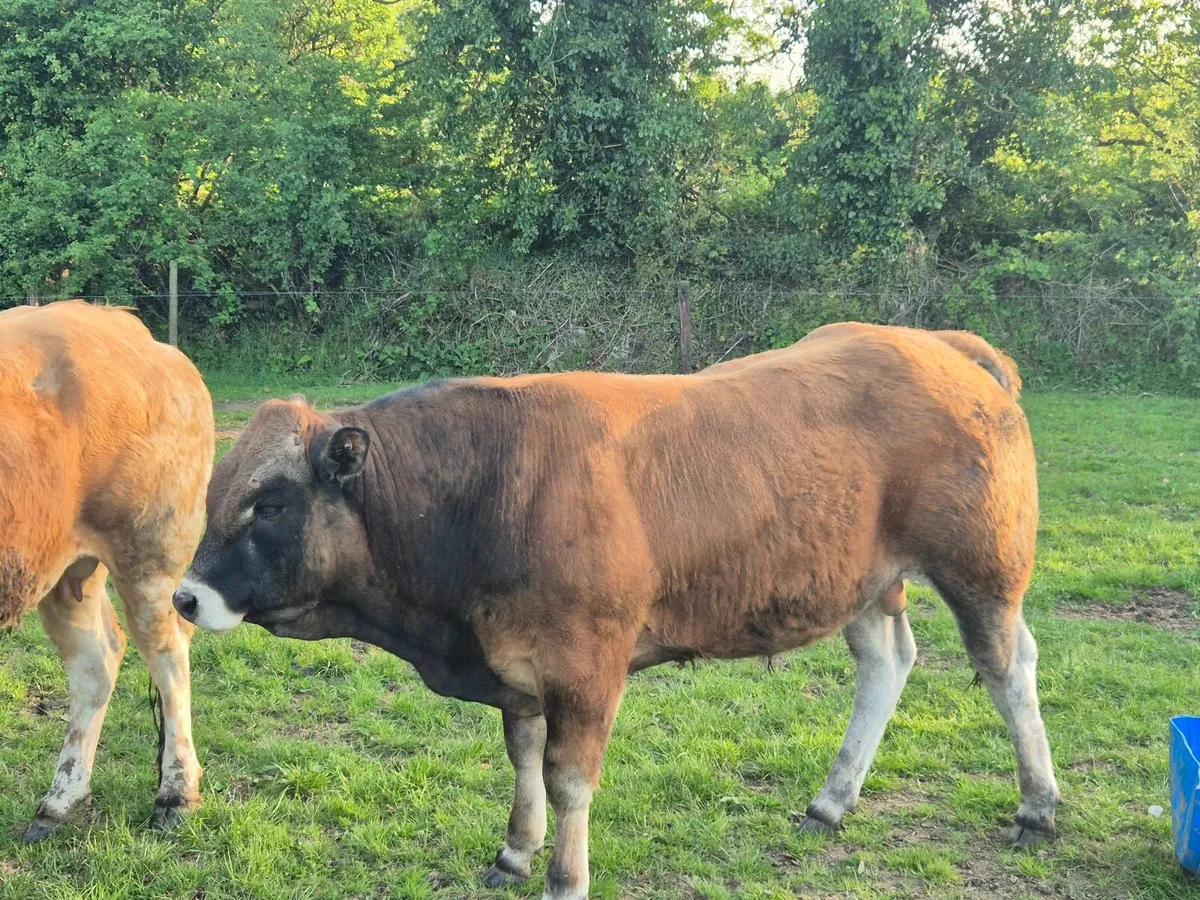 Bull - Image 1