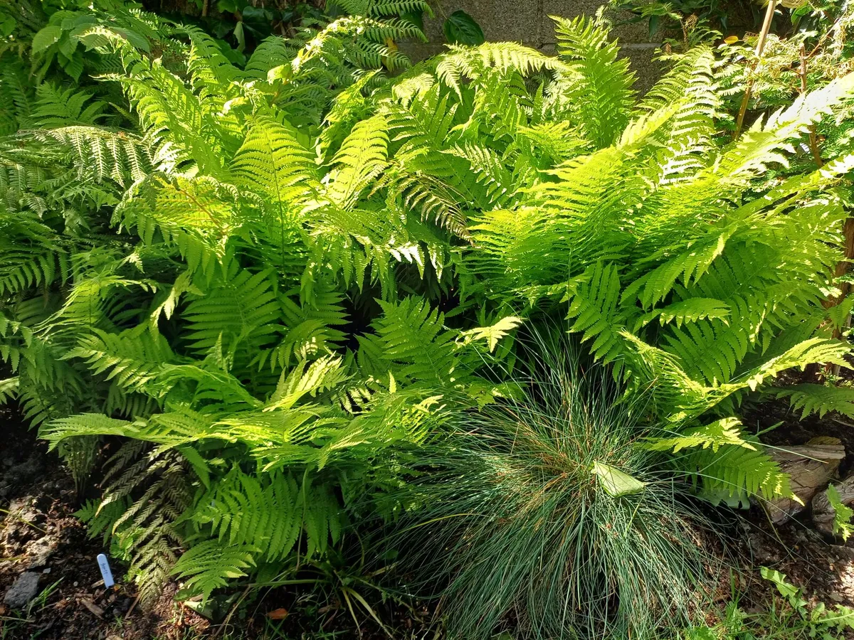 Soft Landscaping services