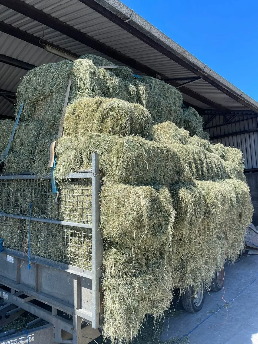 Hay - Image 1