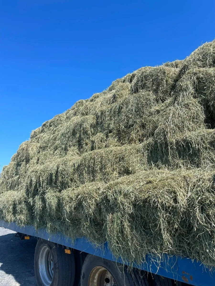 Hay - Image 2