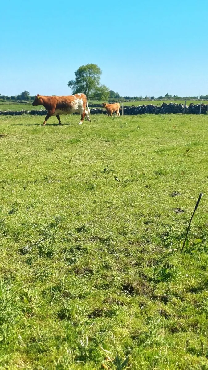SH cow and LM CALF - Image 2