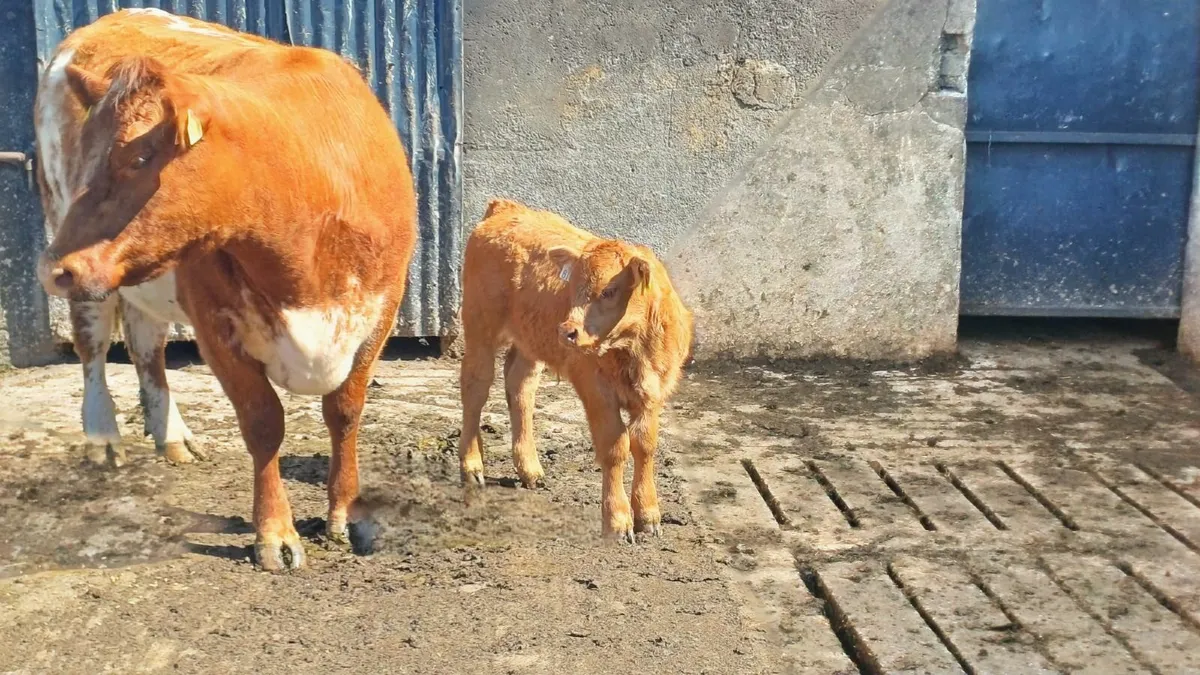 SH cow and LM CALF - Image 3