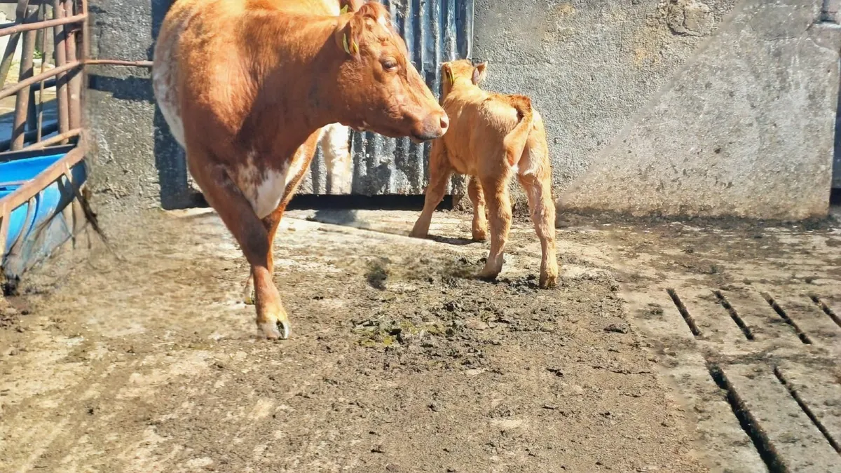 SH cow and LM CALF - Image 4